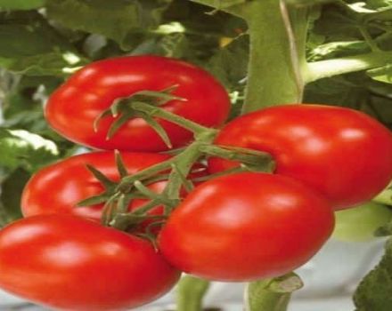 Descripción de la variedad de tomate Harlequin F1, su tecnología agrícola