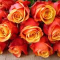 Opis hybridnej čajovej ruže odrody Brandy Cherry, výsadba, starostlivosť a rozmnožovanie