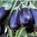 Beskrivelse af sorten Clorinda aubergine, dens egenskaber og udbytte
