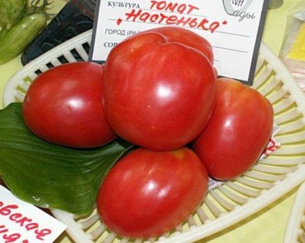 Egenskaper och beskrivning av tomatsorten Nastenka, dess utbyte