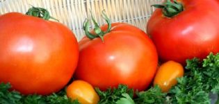 Beschrijving van het tomatenras Vet, het planten en verzorgen ervan