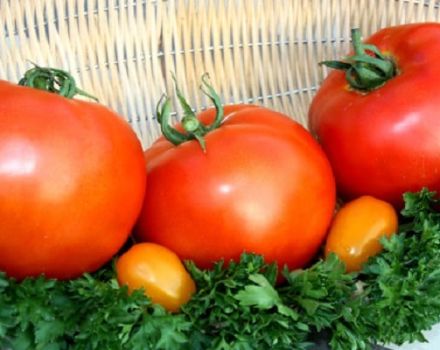 Yağlı domates çeşidinin tanımı, ekimi ve bakımı
