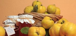 15 pinaka-masarap na mga recipe para sa paggawa ng Japanese quince para sa taglamig