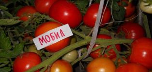 Egenskaper och beskrivning av Mobils tomatsort, dess utbyte