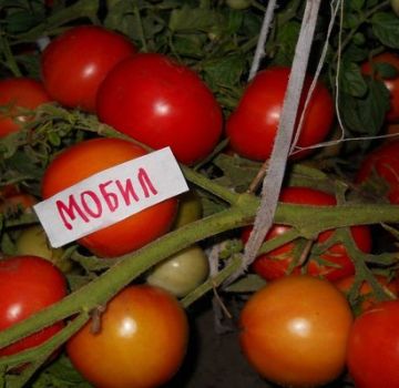Egenskaber og beskrivelse af Mobil-tomatsorten, dens udbytte