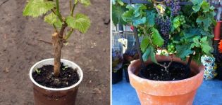 Grape varieties for growing in an apartment and home care