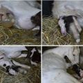Why the goat does not get the afterbirth and what to do, folk methods and prevention