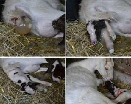De ce capra nu primește după naștere și ce să facă, metode populare și prevenire