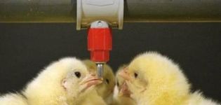 Tabell och diagram över att dricka kycklingar med antibiotika och vitaminer