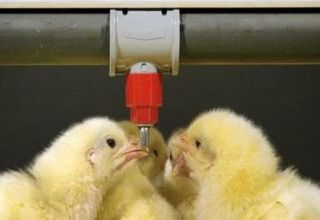 Tabella e diagrammi di polli da bere con antibiotici e vitamine