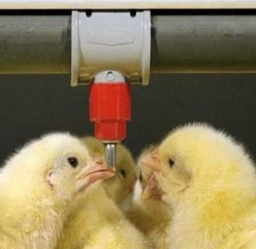 Tabella e diagrammi di polli da bere con antibiotici e vitamine