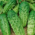 Characteristics and description of the Phoenix cucumber variety, how much yield and how to grow
