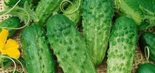 Kenmerken en beschrijving van de Phoenix-komkommersoort, hoeveel opbrengst en hoe te groeien