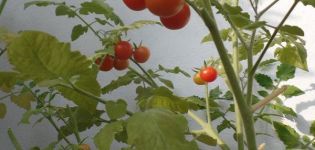 Augantis pomidorų veislė Pugovka, jo savybės ir aprašymas