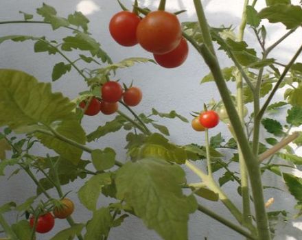 Het kweken van een verscheidenheid aan tomaat Pugovka, zijn kenmerken en beschrijving