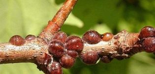 Signs of the appearance of scale insects on the drain and methods of struggle with chemical and folk remedies