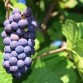 وصف وميزات عنب Pinot Noir ، تاريخ وقواعد التكنولوجيا الزراعية