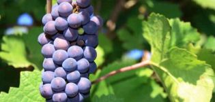 Beskrivelse og funktioner af Pinot Noir druer, historie og regler for landbrugsteknologi