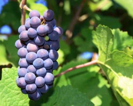 Mô tả và đặc điểm của nho Pinot Noir, lịch sử và quy luật của công nghệ nông nghiệp