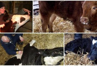 Causes and symptoms of bronchopneumonia in calves, treatment regimens and prevention