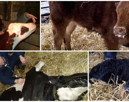 Cause e sintomi della broncopolmonite nei vitelli, regimi di trattamento e prevenzione
