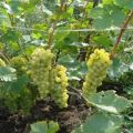 Description and advantages of Crystal grapes, planting and care features
