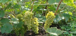 Krištolinių vynuogių aprašymas ir pranašumai, sodinimo ir priežiūros ypatybės