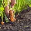 Cómo tratar los pulgones en las zanahorias con remedios caseros, cómo procesar