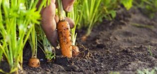 How to deal with aphids on carrots with folk remedies, how to process