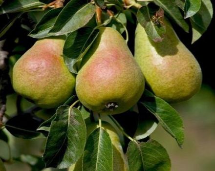 Description and characteristics of the cathedral pear variety, cultivation and pollinators