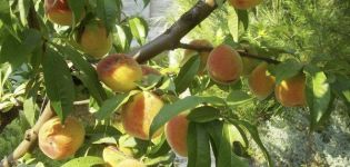 Doņeckas dzelteno persiku šķirnes raksturojums un apraksts, stādīšana un kopšana