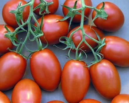Romiešu tomātu šķirnes raksturojums un apraksts, tās raža