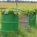 Step-by-step cultivation and care of cucumbers in a barrel