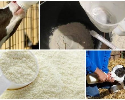 Hoe melkpoeder te kweken per 1 liter water en verhoudingen voor kalveren, de beste melkvervanger