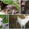 Galimos ožkų viduriavimo priežastys, gydymo metodai ir prevencijos metodai