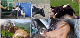 Kā audzēt govi bez vinčas pēc novietošanas, simptomiem un ārstēšanu