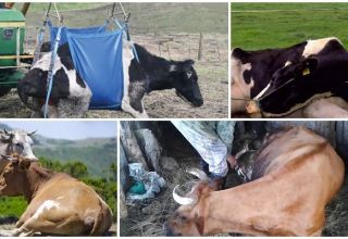 Come allevare una mucca senza verricello dopo aver sdraiato, sintomi e trattamento
