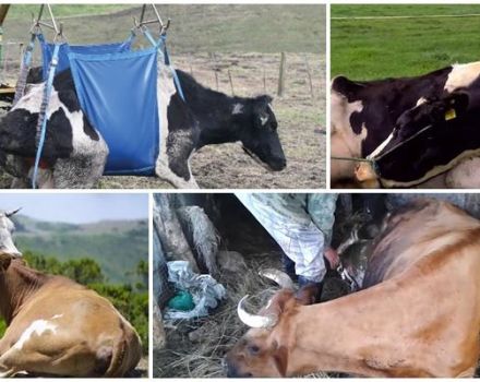 Hoe een koe op te voeden zonder lier na het leggen, symptomen en behandeling