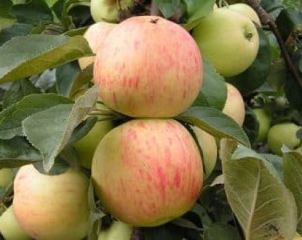 Descripció i característiques de la varietat de poma Yubilyar, plantació, cultiu i cura