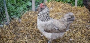 Beskrivelse og karakteristika for racen af ​​kyllinger Ameraukana, avlsegenskaber