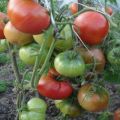 Champion EM-tomaattilajikkeen ominaisuudet ja kuvaus, sato