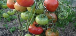 Champion EM domates çeşidinin özellikleri ve açıklaması, verim