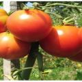 Opis odmiany pomidora Nocturne, zalecenia dotyczące uprawy