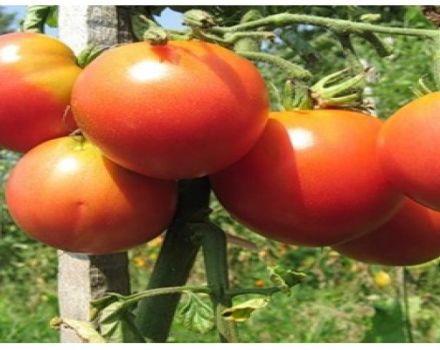 Description of the tomato variety Nocturne, recommendations for growing