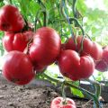 Kenmerken en beschrijving van het tomatenras Pink Honey en zijn opbrengst