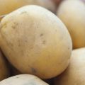 Descrizione della varietà di patate Meteor, caratteristiche di coltivazione e cura