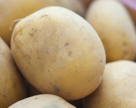 Bulvių veislės Meteor aprašymas, auginimo ir priežiūros ypatybės