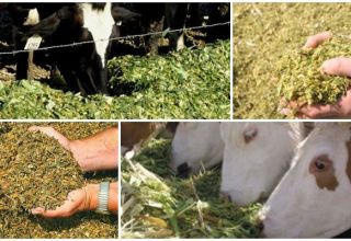 Druhy krmív pre hovädzí dobytok a výživovú hodnotu, zloženie stravy
