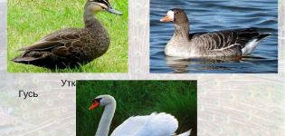 How exactly do swans differ from geese, description and features of birds
