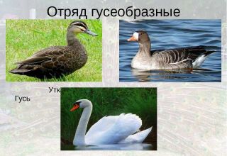 How exactly do swans differ from geese, description and features of birds